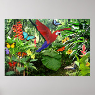 Tropical Rainforest Poster