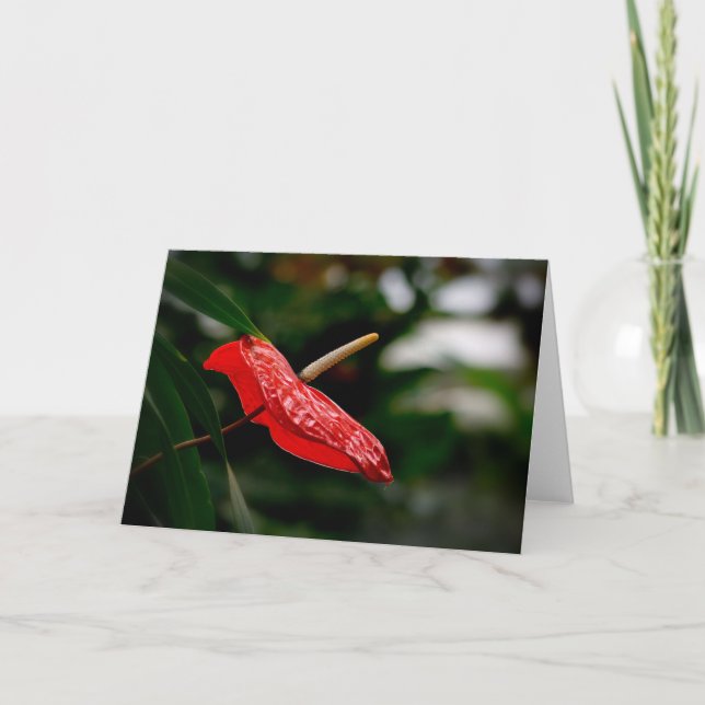 Tropical Red Anthurium Any Occasion Blank Greeting Card (Front)