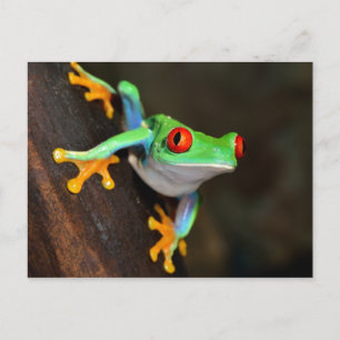 Tropical Red Eye Frog - Agalychnis Callidryas Postcard