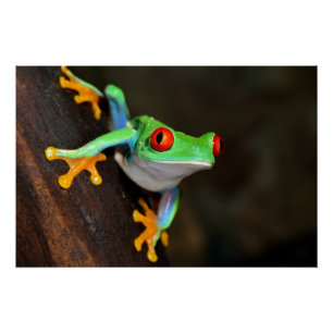 Tropical Red Eye Frog - Agalychnis Callidryas Poster
