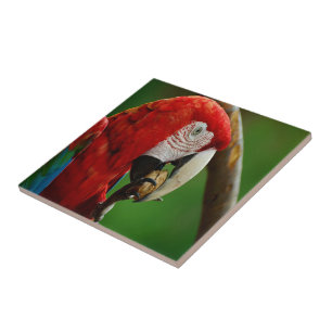 Tropical Red Parrot Ceramic Tile