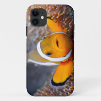 Tropical reef fish - Clownfish