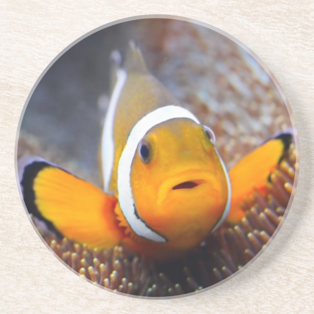 Tropical reef fish - Clownfish Coaster (Front)