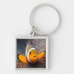 Tropical reef fish - Clownfish Key Ring