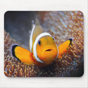 Tropical reef fish - Clownfish Mouse Pad
