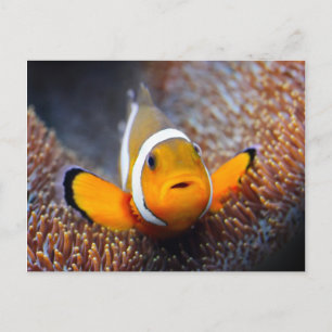 Tropical reef fish - Clownfish Postcard