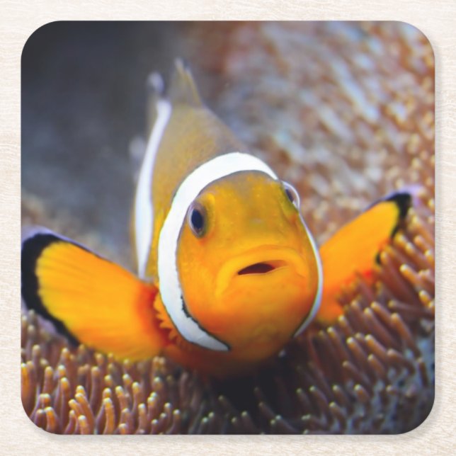 Tropical reef fish - Clownfish Square Paper Coaster (Front)