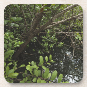 Tropical salt pond coaster