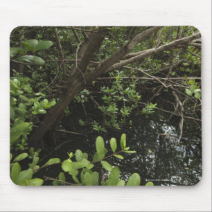 Tropical salt pond mouse pad