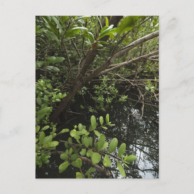 Tropical salt pond postcard (Front)