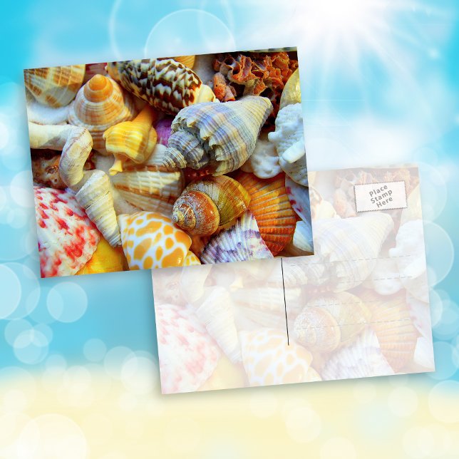 Tropical Seashells Photography Postcards (Creator Uploaded)