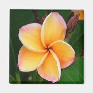 Tropical Senses Magnet