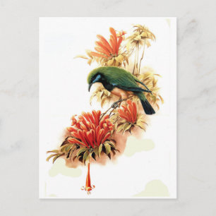 Tropical Splendour Postcard