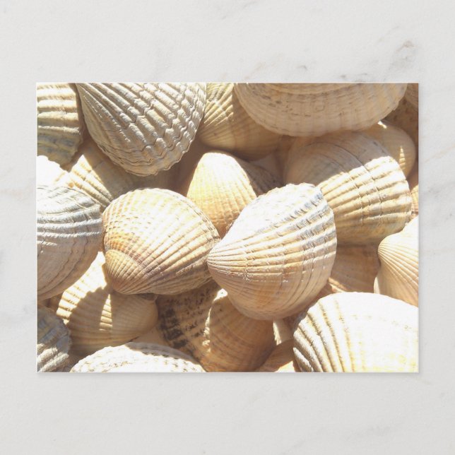 Tropical Sunny Exotic Sea Shells Postcard (Front)