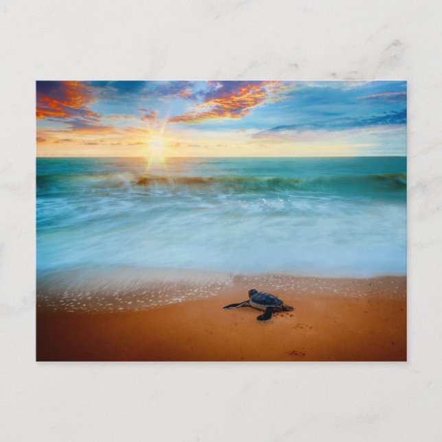 Tropical Sunset Sea Turtle Sandy Beach Postcard (Front)