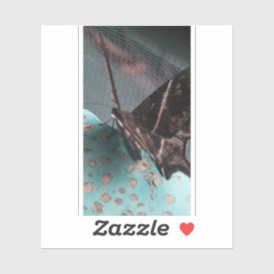 Tropical Swallowtail Moth