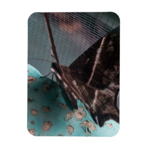 Tropical Swallowtail Moth Magnet