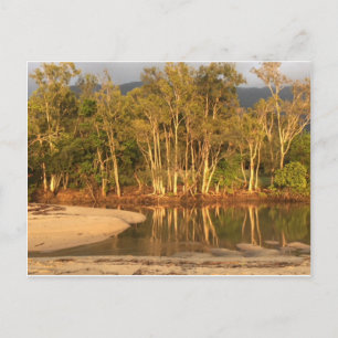 Tropical swamp near Palm Cove postcard