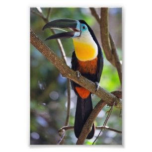 Tropical Toucan Design Photo Enlargement