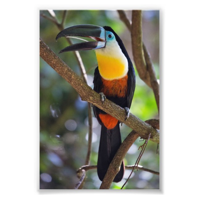 Tropical Toucan Design Photo Enlargement Print (Front)