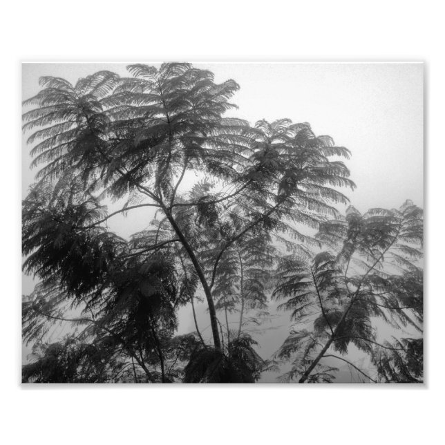 Tropical Tree Black and White in fog Photo Print (Front)