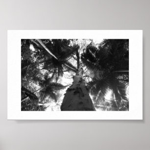 Tropical Tree Black and White Poster