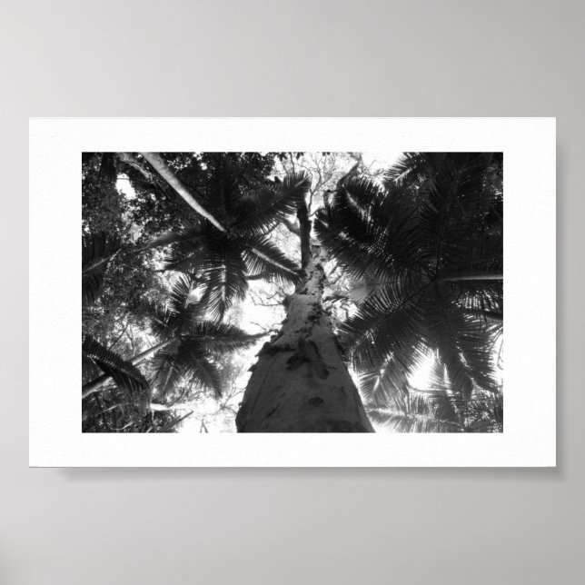 Tropical Tree Black and White Poster (Front)