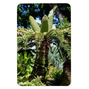 Tropical Tree Photo Magnet