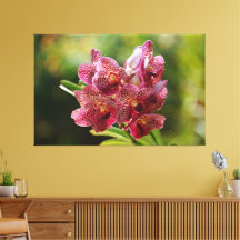Tropical Vanda Orchid