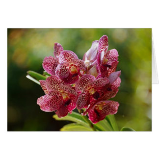 Tropical Vanda Orchid Cluster