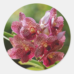 Tropical Vanda Orchid Cluster Classic Round Sticker
