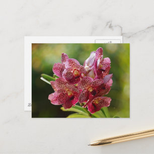 Tropical Vanda Orchid Cluster Postcard