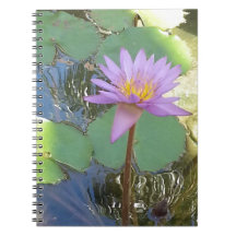 Tropical Water Lily Flower
