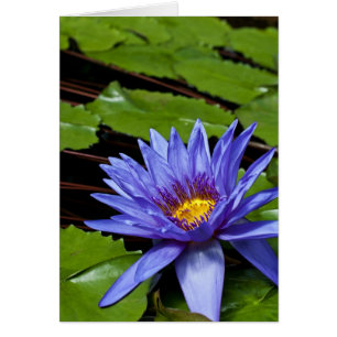 Tropical Waterlily Card
