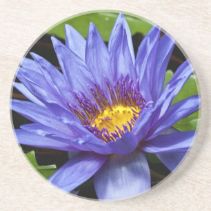 Tropical Waterlily Floral Botanical Design Coaster