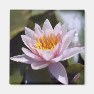 Tropical Waterlily Floral Botanical Design Magnet