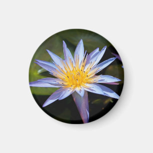 Tropical Waterlily Floral Botanical Design Magnet