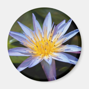 Tropical Waterlily Floral Botanical Design Magnet