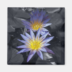 Tropical Waterlily Floral Botanical Design Magnet