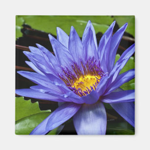 Tropical Waterlily Floral Botanical Design Magnet