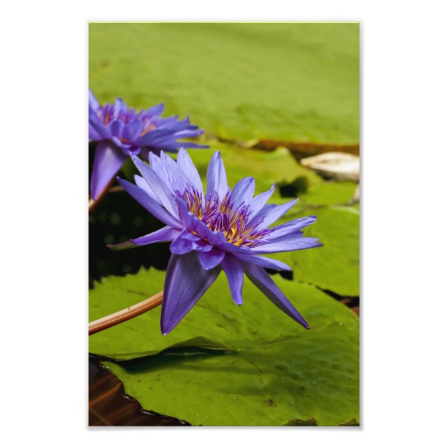 Tropical Waterlily Floral Botanical Design Photo Print (Front)