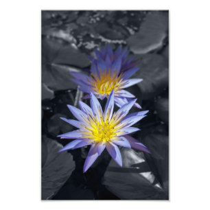 Tropical Waterlily Floral Botanical Design Photo Print
