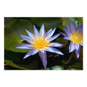 Tropical Waterlily Floral Botanical Design Photo Print