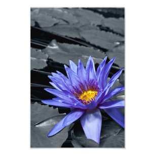 Tropical Waterlily Floral Botanical Design Photo Print