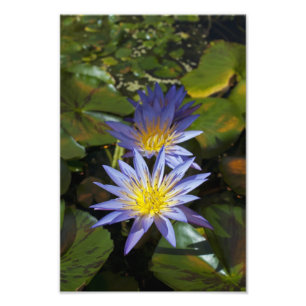 Tropical Waterlily Floral Botanical Design Photo Print