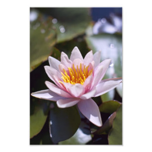 Tropical Waterlily Floral Botanical Design Photo Print