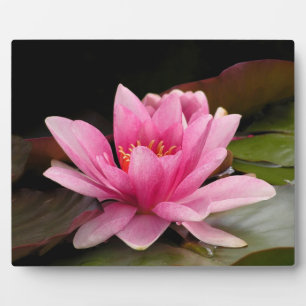 Tropical Waterlily Floral Botanical Design Plaque