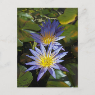 Tropical Waterlily Floral Botanical Design Postcard