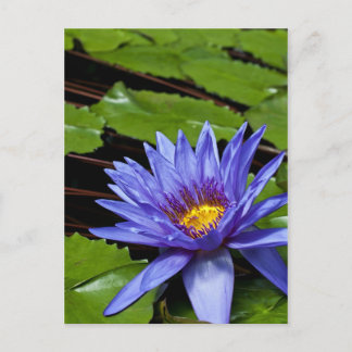Tropical Waterlily Floral Botanical Design Postcard