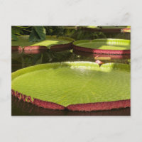 Tropical Waterlily Floral Botanical Design